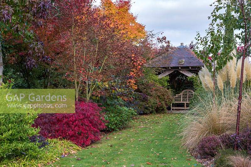 View to summerhouse past low growing Acer palmatum 'Dissectum Garnet' and Cortaderia selloana 'Spendid Star'. On left of summerhouse, golden coral bark maple.
