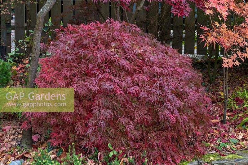 Acer palmatum var. dissectum, a dwarf Japanese maple with deeply divided leaves that turn from green to dark red and purple in autumn.