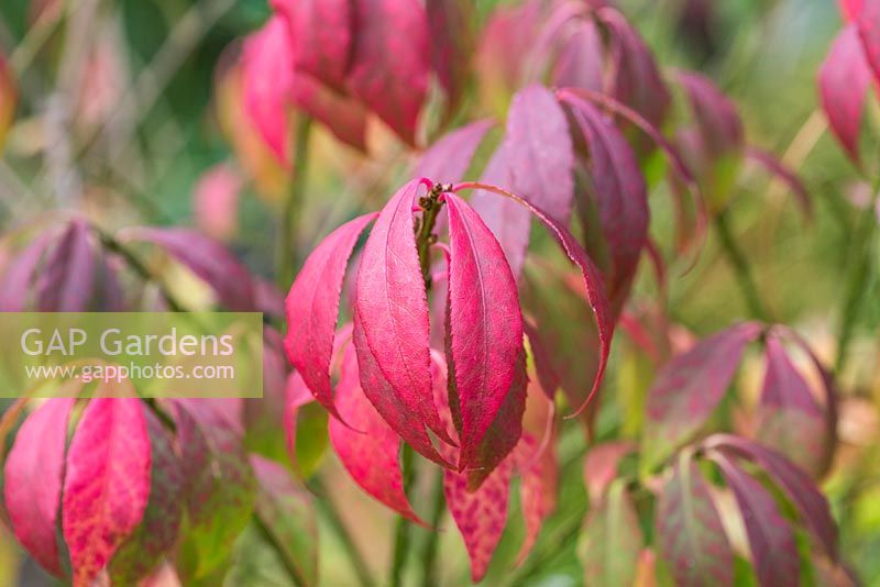 Euonymus alatus 'Rudy Haag' has eye catching red and purple leaves in autumn.