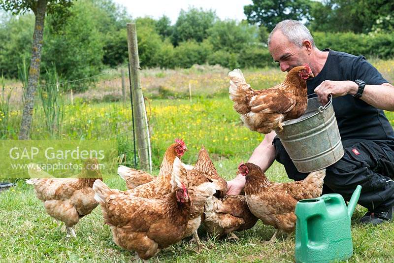 A Warren hen perches atop a bucket of poultry feed as Garry Szafranski feeds the hens