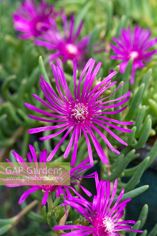 Delosperma cooperi - Cooper's ice plant. A fleshy succulent perennial with pink daisy-like flowers from midsummer until early autumn.