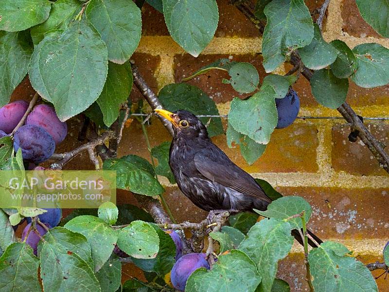 Blackbirds Turdus merula male raiding ripe plums in walled garden 