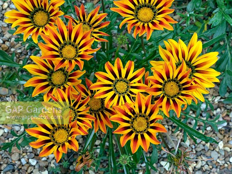 Gazania 'Tiger Stripes' - African daisies - July 