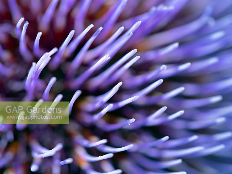 Globe artichoke or Cardoon Thistle Cynara cardunculus flower in detailed closeup