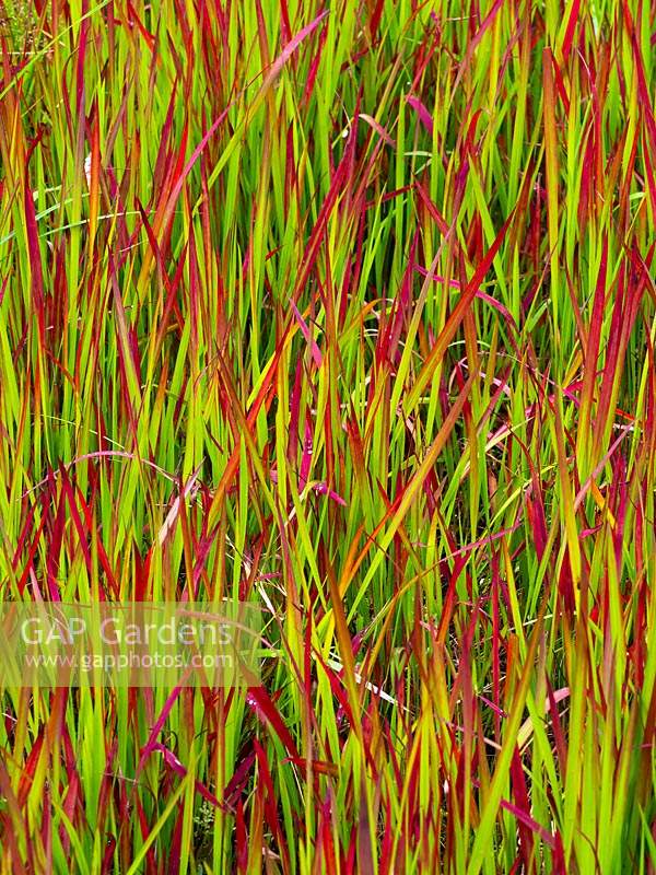 Imperata cylindrica 'Rubra' or Japanese blood grass in garden border