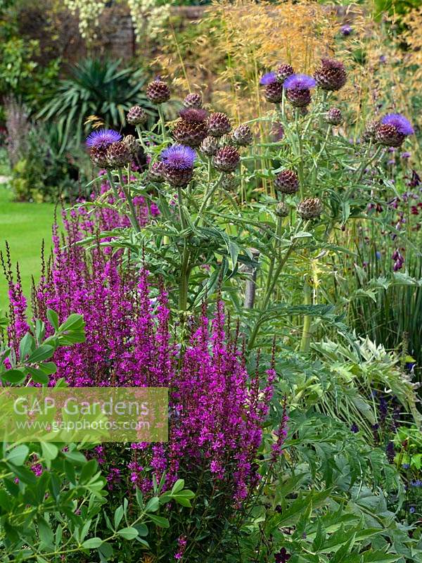 Lythrum virgatum 'Dropmore Purple' with 'Globe artichoke' Cynara cardunculus in garden border