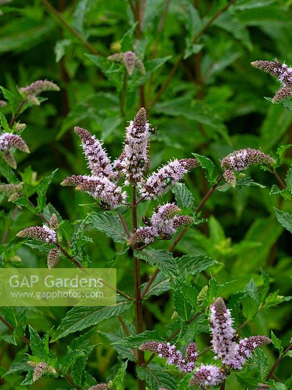 Mentha spicata 'Spearmint', garden mint, common mint, lamb mint, in flower August in Norfolk, UK.