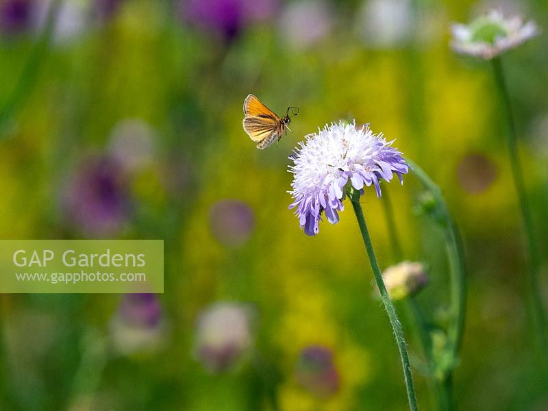 Thymelicus sylvestris 'Small skipper' in flight and knapweed.