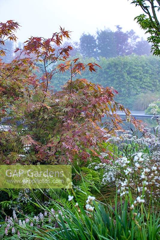 Acer palmatum and Anthriscus sylvestris 'Ravenswing' on a misty morning - The Leaf Creative Garden - A Garden of a quiet contemplation - RHS Malvern Spring Festival 2019