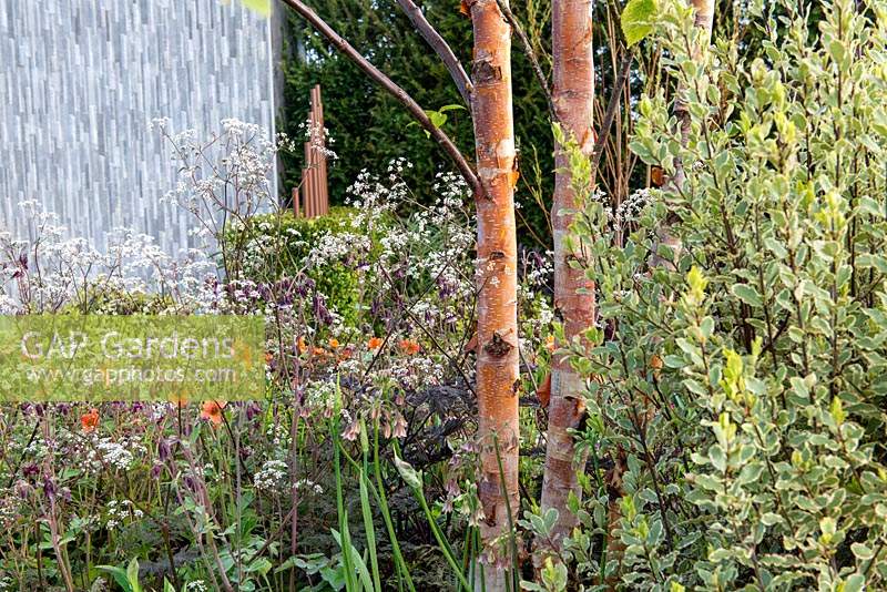 Bark of Betula albosinensis surrounded by Pittosporum tenuifolium and Anthriscus sylvestris 'Ravenswing' - The Habit of Living - A Garden in support of Diabetes UK, RHS Malvern Spring Festival 2019