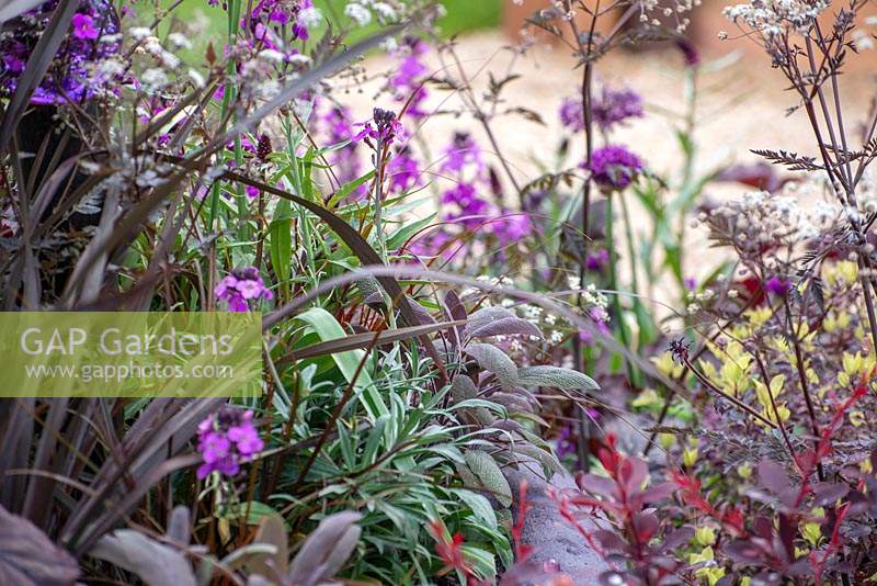 Dark purple border - The MacMillan Legacy Garden, RHS Malvern Spring Festival 2019