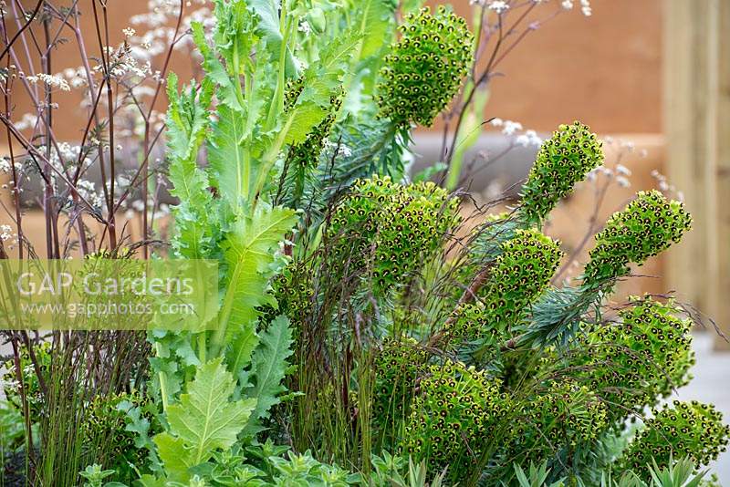 Euphorbia 'Black Pearl' - An Artist's Studio Home - Green Living Spaces, RHS Malvern Spring Festival 2019