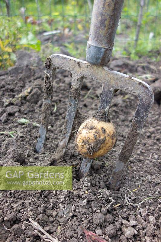 Solanum tuberosum potato. 'Obama' Harvest. Gardening disaster as the garden fork pricks through the spud.