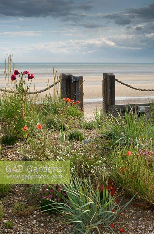 Wild flowers and grasses growing in pebble borders, with beach in the background. 