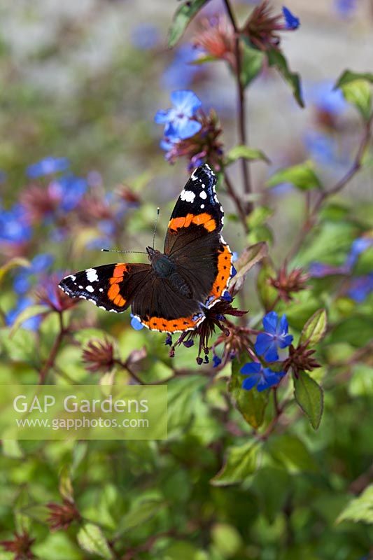 Ceratostigma plumbaginoides 'blue flowered Leadwort' with a Red Admiral butterfly.