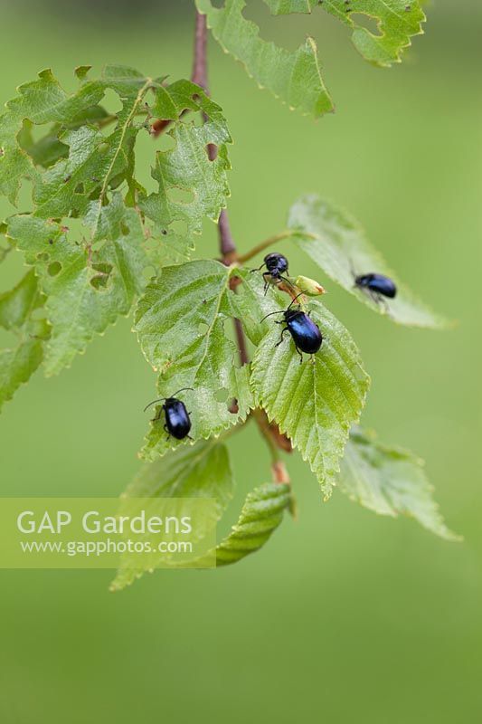 Agelastica aln - Alder leaf beetles on birch tree leaves 