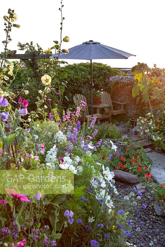 The Old Stone Cottage, Beesands, South Devon. Cosmos, Sweet Peas and Larkspur in cottage garden informal planting