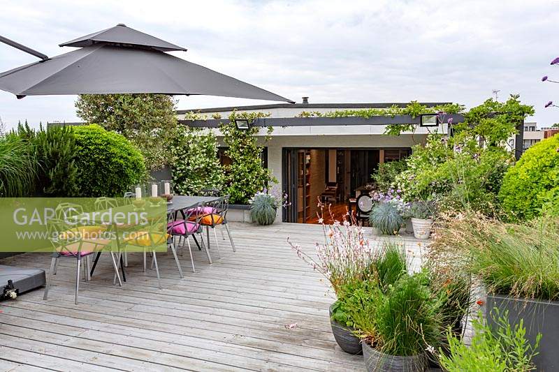 London roof terrace with wood decking and contemporary grey chairs, table and parasol. With large raised containers with perennials and annuals forming a natural screen for privacy. Flowers include  Verbena bonariensis, Lavandula angustifolia Hidcote, Juncus maritimus.