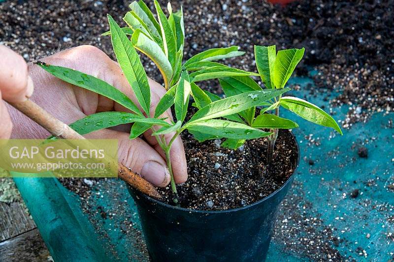 Taking cuttings of Vitex angus-castus step by step. 