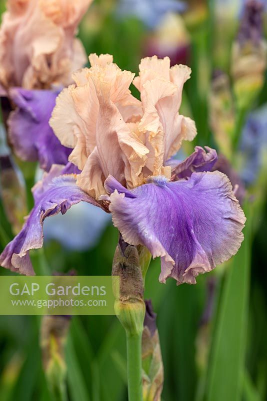 Iris 'Florentine Silk'