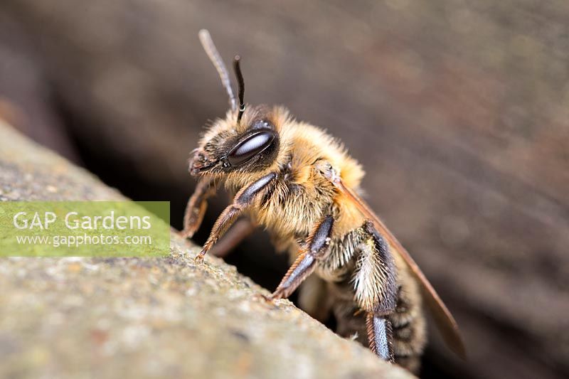 Andrena scotica - Chocolate Mining Bee  - leaving nest under garden decking