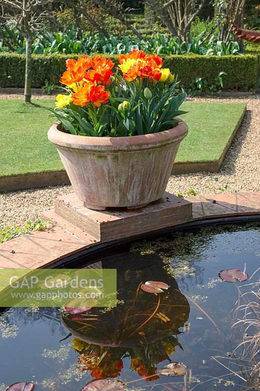 Raised garden pond with emerging lily pads, note the inbuilt plinth to display pots, here Tulipa 'Monte Orange' and 'Monte Carlo' - Tulips