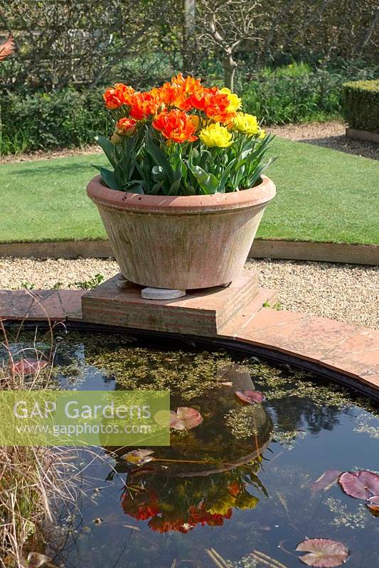 Raised garden pond with inbuilt plinth to displays containers, here Tulipa 'Monte Orange' and 'Monte Carlo' - Tulips

