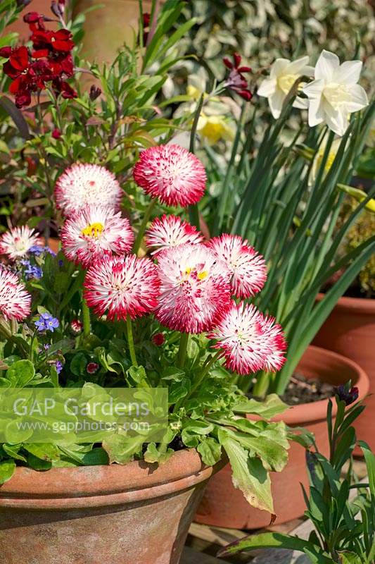 Bellis perennis 'Pomponette' in a container