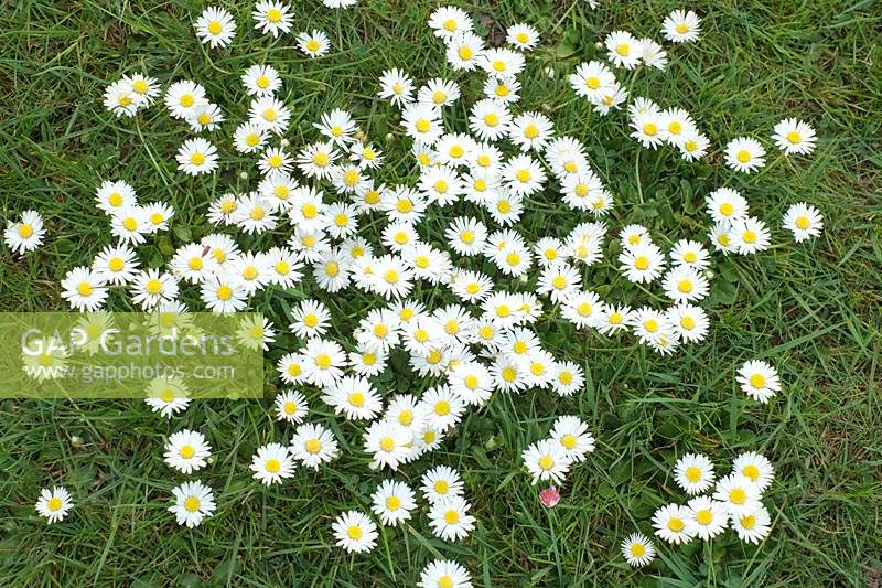 Bellis perennis - Common Daisy - in Lawn
