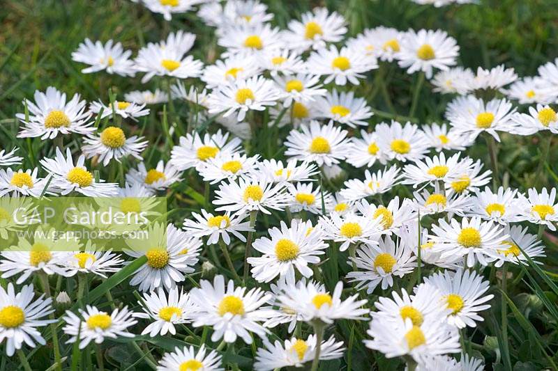 Bellis perennis - Common Daisy 