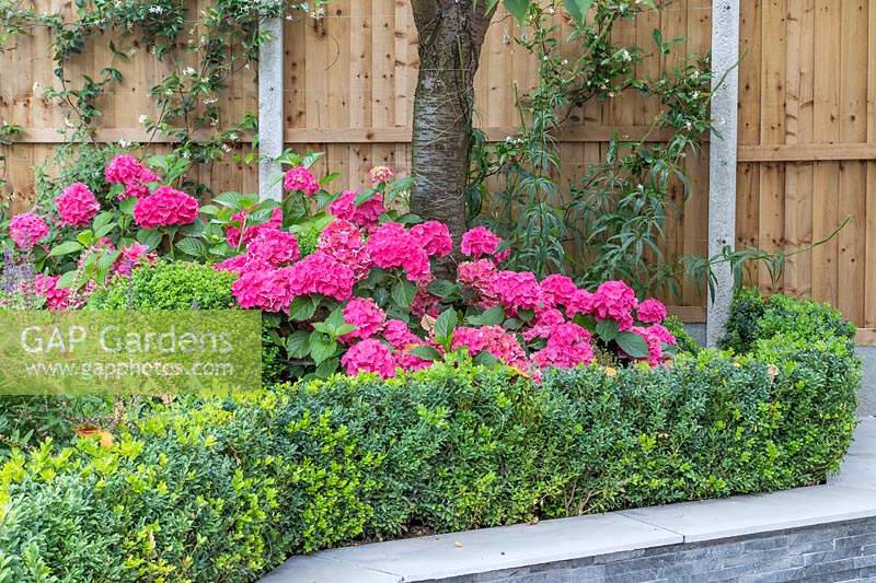 Buxus hedging with Hydrangea macrophylla 'Leuchtfeuer' and retaining wall 
