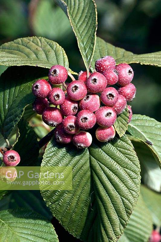 Sorbus hemsleyi - Whitebeam Tree - berries and foliage