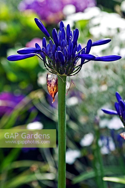 Agapanthus 'Midnight Star' buds just before opening
