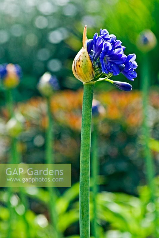Agapanthus 'Patent Blue' - flowers just opening
