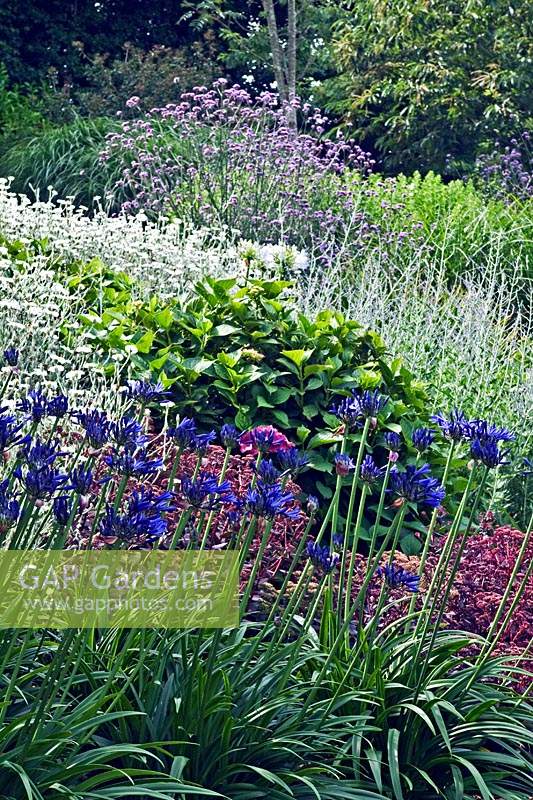 View up towards blue-themed border with Agapanthus 'Midnight star', Verbena bonariensis and Lychnis
