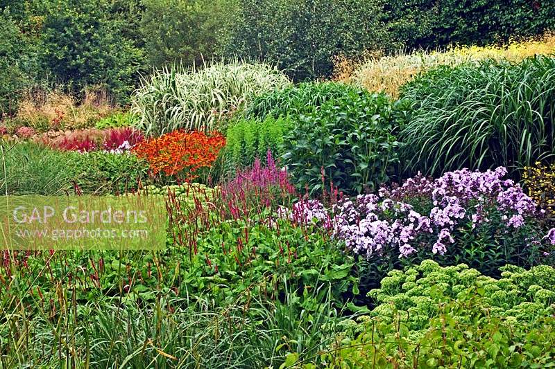 Overview of the prairie garden with ornamental grasses and other flowering perennials
