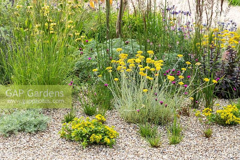 RHS Hampton Court Palace Garden Festival 2019. Planting combination for a dry gravel garden includes Sedum spurium 'Green Mantle', Helichrysum italicum, Dianthus carthusianorum