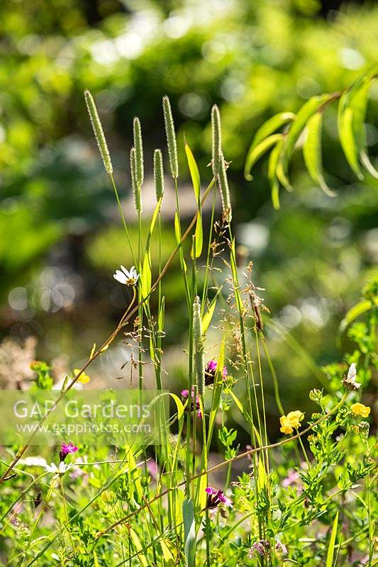 Wild grasses and flowers in The RHS Back to Nature Garden designed by HRH The Duchess of Cambridge, Andree Davies and Adam White at the RHS Hampton Court Palace Garden Festival 2019.