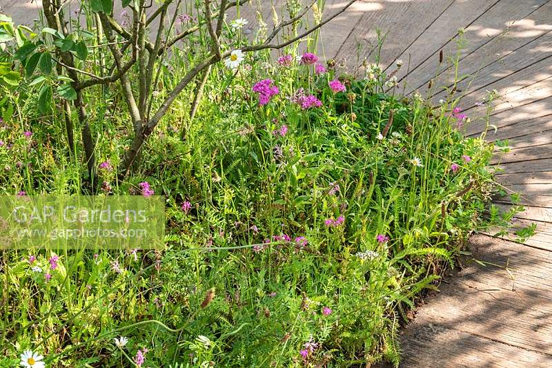 A curved wooden path surrounds wild flowers in a naturalistic garden designed for children to play in and engage with nature. The RHS Back to Nature Garden at the RHS Hampton Court Palace Garden Festival 2019.