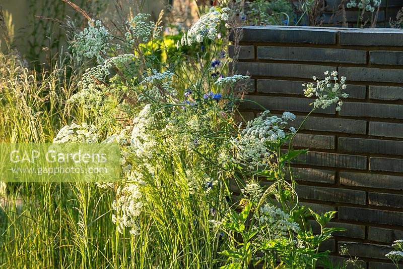 Ammi majus in The RHS Sanctuary garden designed by Ula Maria at the RHS Hampton Court Palace Garden Festival 2019. Sponsors: Wienerberger, Majestic Trees, Quick Hedge, Allgreen Group, WowGrass.