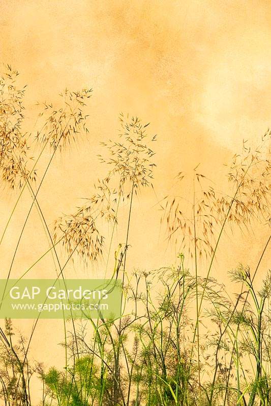 Grasses outlined against an ochre coloured wall at the RHS Hampton Court Palace Garden Festival 2019. Sponsors: Wienerberger, Majestic Trees, Quick Hedge, Allgreen Group, WowGrass.