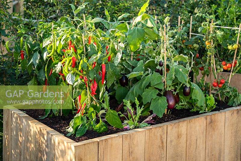 A raised vegetable bed with chilli plants, aubergines and tomatoes. RHS Hampton Court Palace Garden Festival 2019. Sponsor: Thames Water.