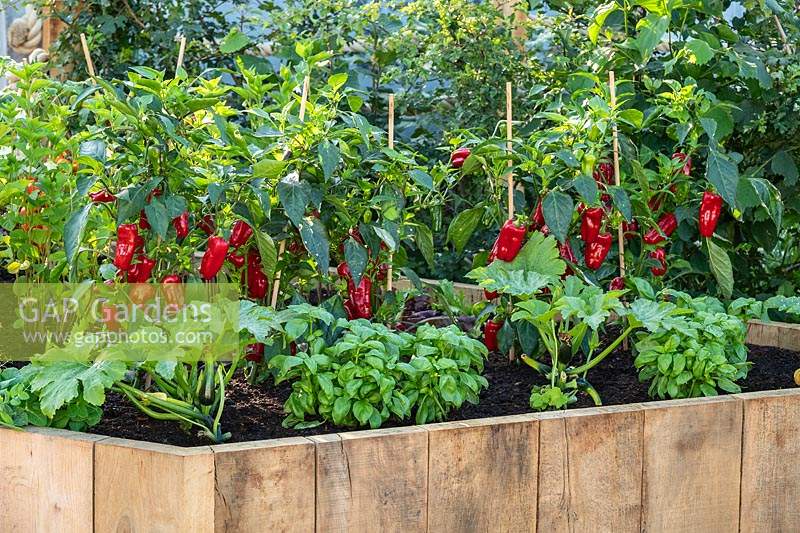 A raised vegetable bed with Chilli Pepper plants, Courgettes and Basil. RHS Hampton Court Palace Garden Festival 2019. Sponsor: Thames Water.