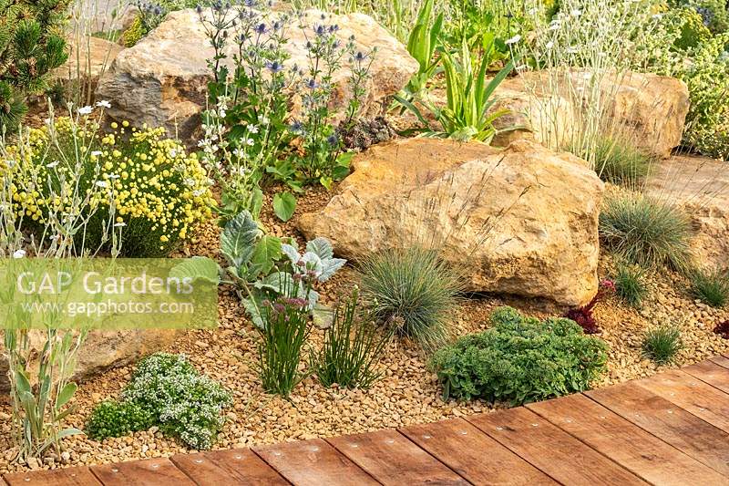 A wooden path curves round a rock and gravel garden with drought tolerant plants including Festuca glauca, Thymus, Santolina, Eryngium and Lychnis coronaria 'Alba'. RHS Hampton Court Palace Garden Festival 2019. Sponsor: Thames Water.