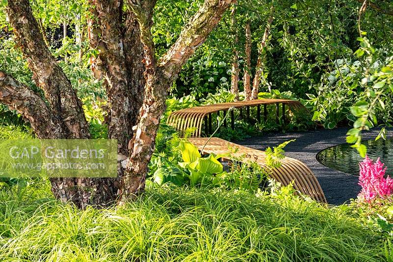 Contemporary curved, slatted wooden benches and multi-stemmed Betula trees underplanted with foliage plants in a green, naturalistic style garden. RHS Hampton Court Palace Garden Festival 2019. Sponsor: Smart Energy GB.