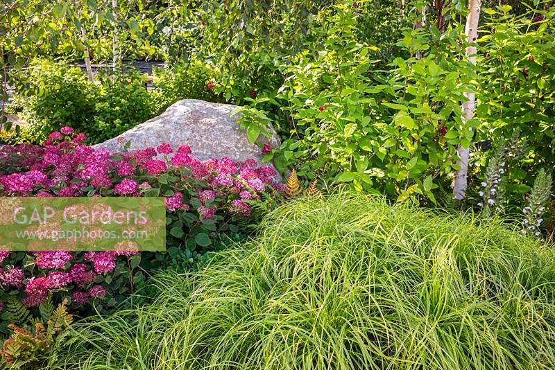 Hydrangea arborescens 'Ruby', Carex dolichostachya 'Kaga-nishiki' and a large natural stone add striking features to a garden. RHS Hampton Court Palace Garden Festival 2019. Sponsor: Smart Energy GB.