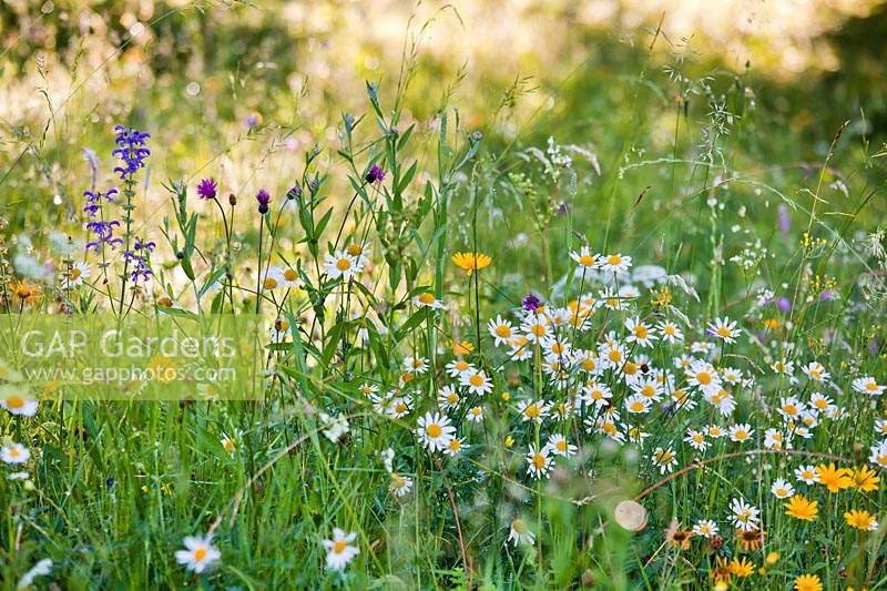 Natural planting in widlflower meadow: Leucanthemum vulgare, Buphthalmum salicifolium, Salvia pratensis, Centaurea jacea and grasses.