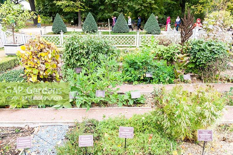 The Herb Garden with mixed planting in various beds - visitors walk past along distant footpath at The Old Apothecary's Garden - Aptekarsky Ogarod - Moscow, Russia