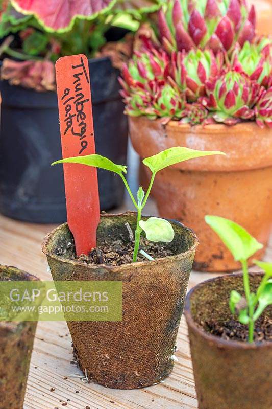 Thunbergia alata seedlings in biodegradable pots