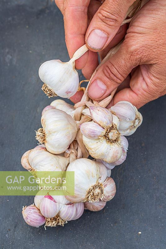 woman plaiting garlic 'arno' for drying